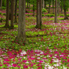 花の森四十八滝山野草花園３