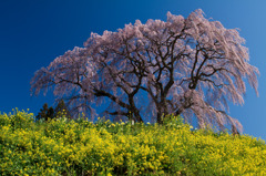 三春町の桜