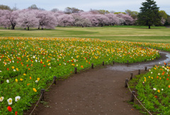 昭和記念公園満開桜