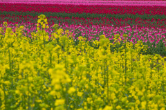 チューリップ王国新潟3