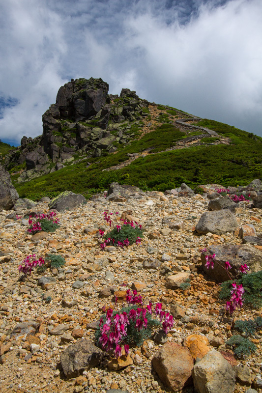 本白根山　コマクサ咲く