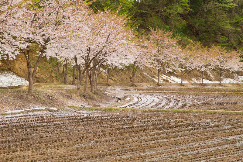残雪と散り桜