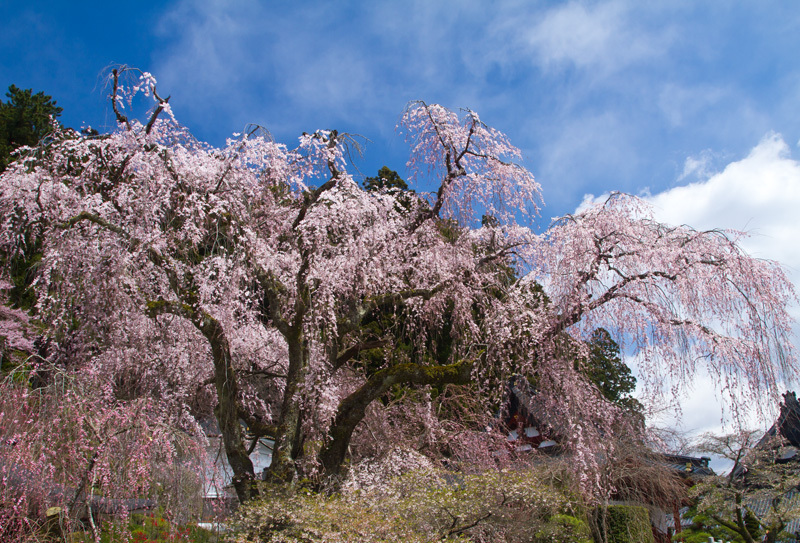 山梨県久遠寺の桜　その2
