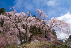 山梨県久遠寺の桜　その2