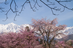 桜と雪山競演