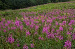 ヤナギラン咲く志賀高原2