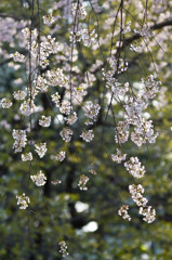じゅんさい池公園　しだれ桜