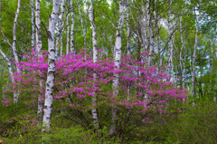 八千穂高原　白樺林共演