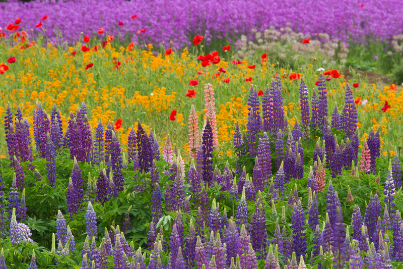 ベルナティオ 魅惑の花園２