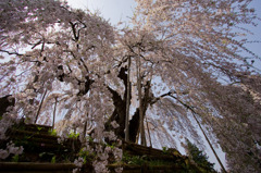 飯綱のしだれ桜　