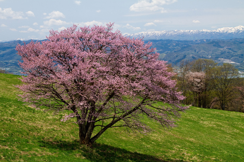 幸せの桜　西蔵王牧場