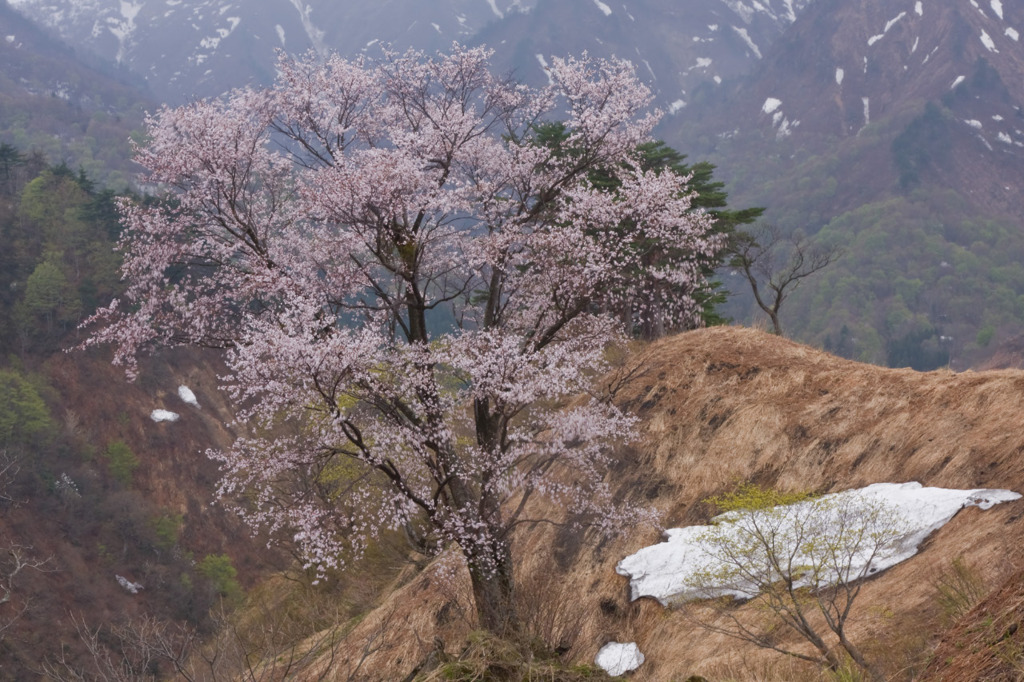 奇跡の桜