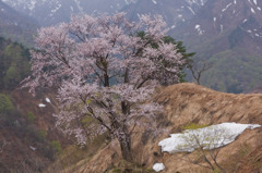奇跡の桜