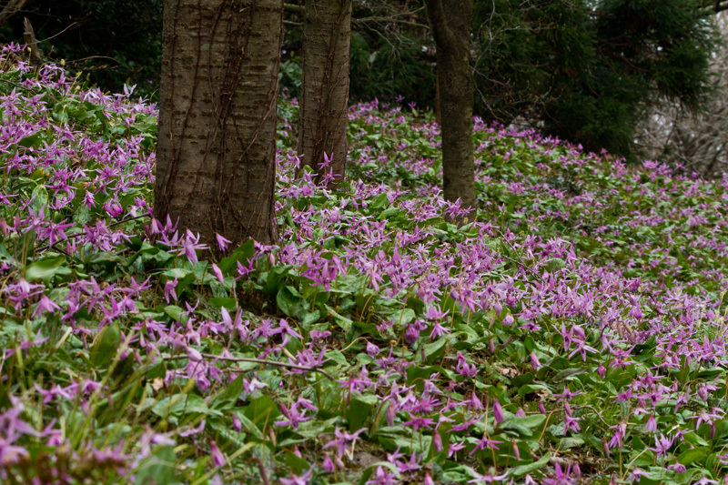 村上市諸上寺公園01