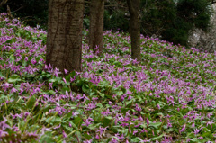 村上市諸上寺公園01
