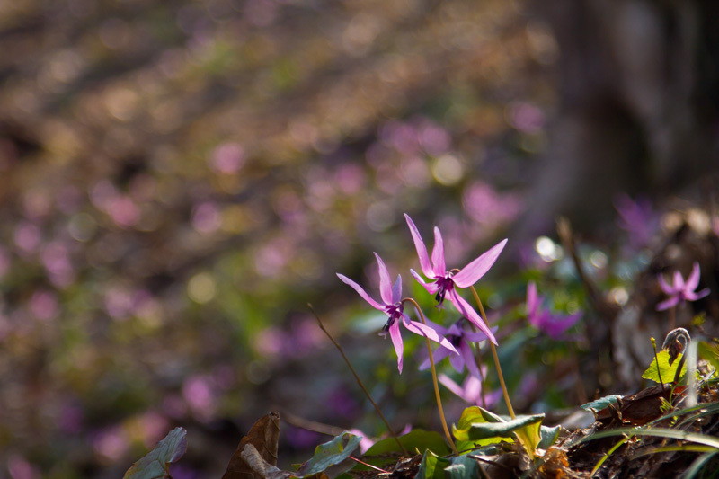 カタクリ輝く