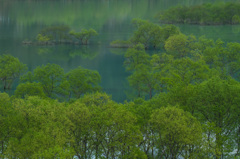 湖上の新緑