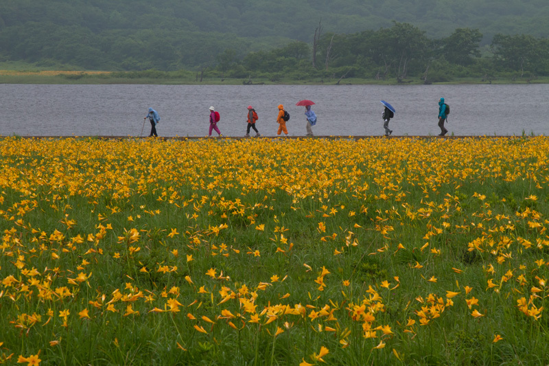 雨の雄国沼