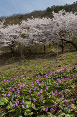 カタクリと桜の競演