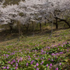 カタクリと桜の競演