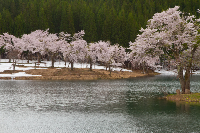 津南町中子の桜　その2