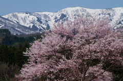 やまがた花回廊