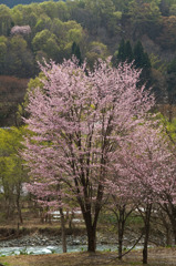 小国町小玉川沿い1