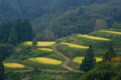 山古志棚田