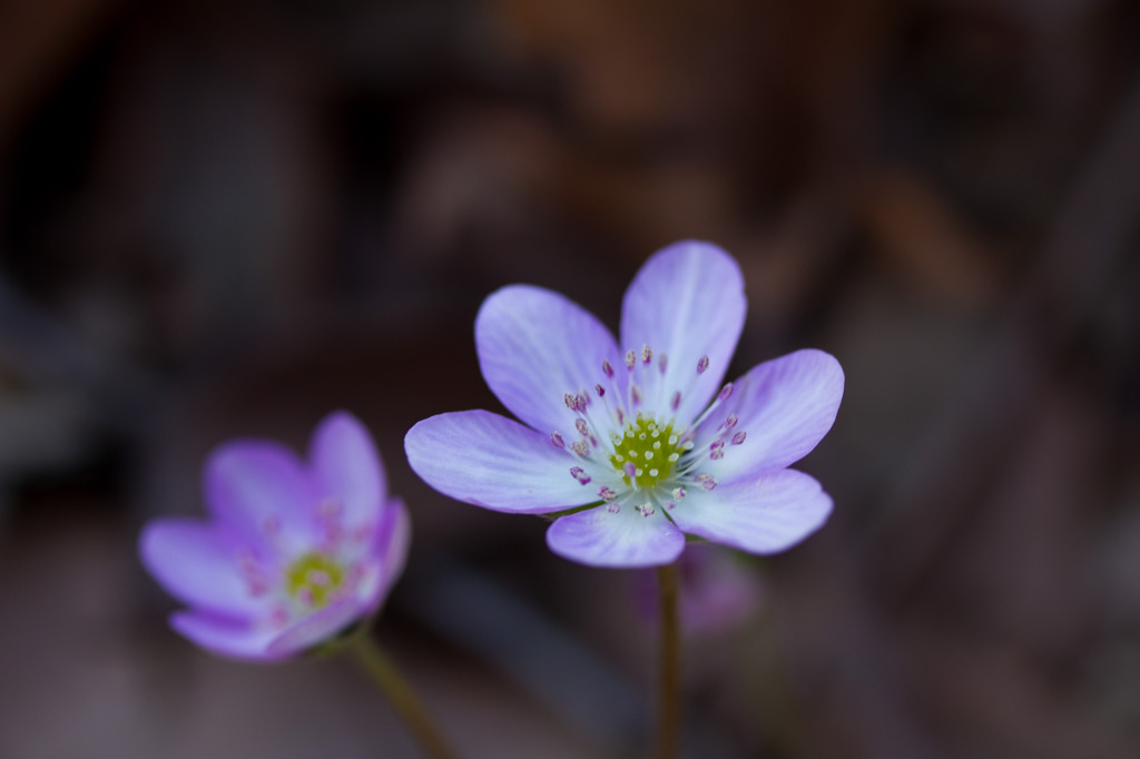 新潟県の草花「雪割り草」