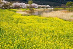 上堰潟公園　春爛漫