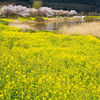 上堰潟公園　春爛漫