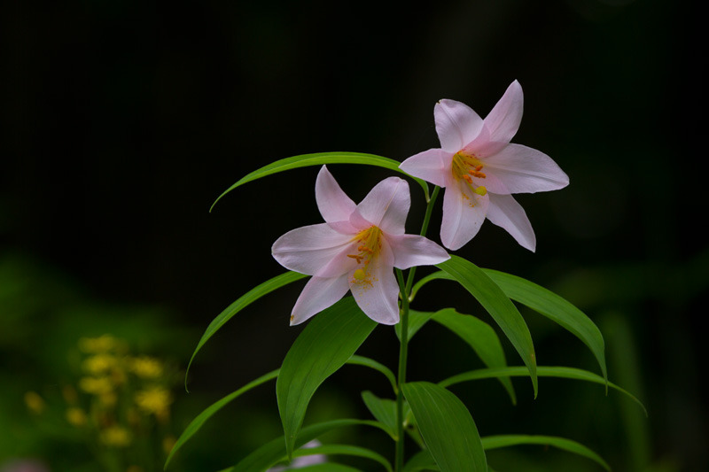 下田　ヒメサユリ