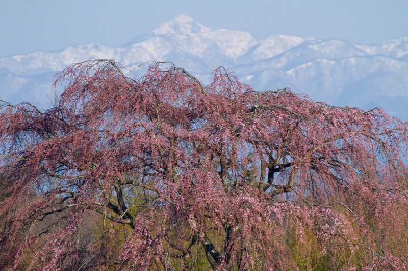 三春町 名のないしだれ桜