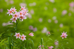 福島県　高清水自然園