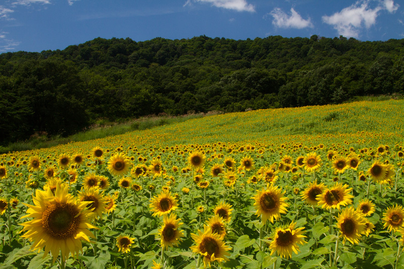 三ノ倉高原　150万本の夏顔