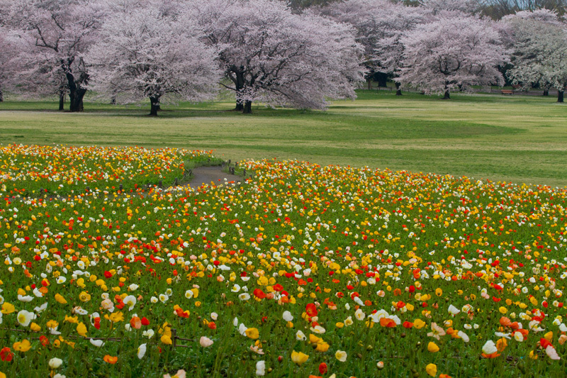 昭和記念公園春コラボレｰト
