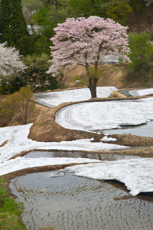 十日町松代儀明の桜その2