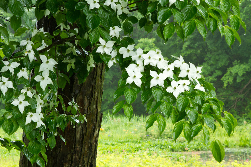 ヤマボウシ濡輝く　たきがしら湿原
