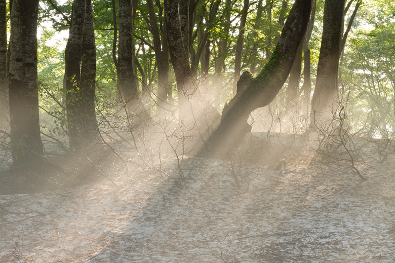 光芒差すブナ林　関田峠