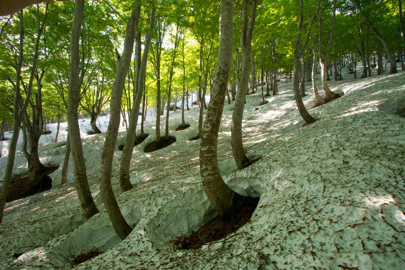 大厳寺高原　根開けの頃1