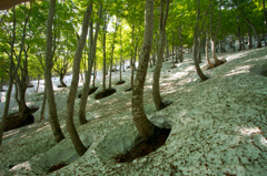 大厳寺高原　根開けの頃1