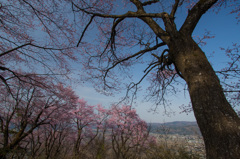 山城に咲く