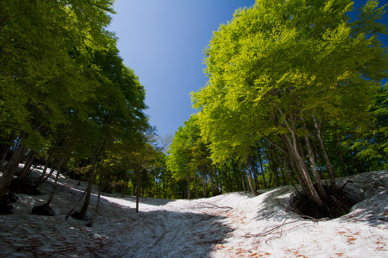 大厳寺高原　新緑薫