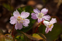 坂戸山　花の山