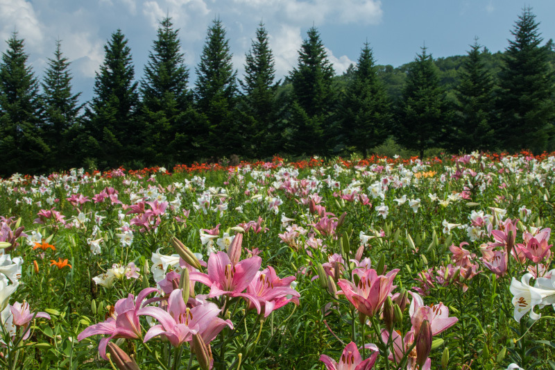 夏の花園