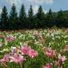 夏の花園