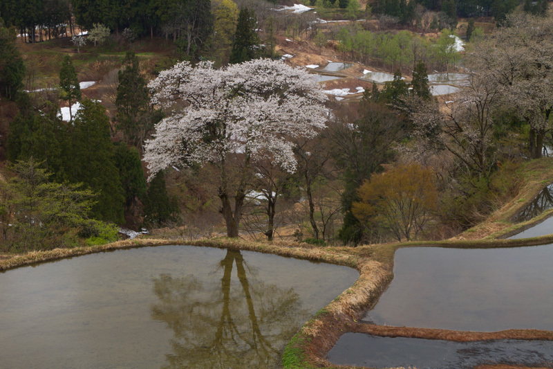 松代儀明の桜　立ち姿淡麗