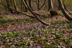 カタクリ埋まる