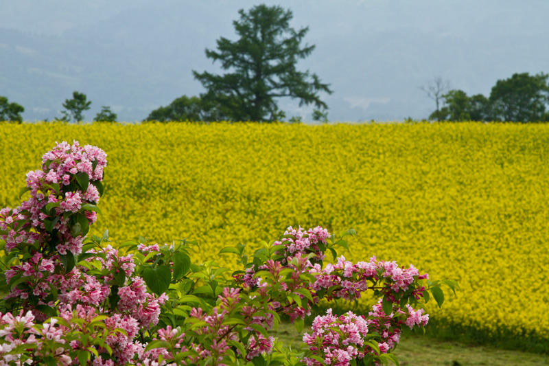 小千谷山本山　菜の花畑満開１