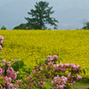 小千谷山本山　菜の花畑満開１